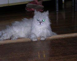 �Q�N���Ŗڂ������������ł��B