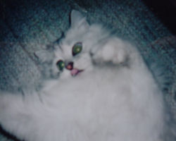 �V�ђ��O�O